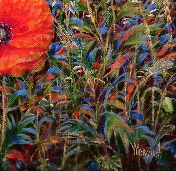Poppies with wild flowers.