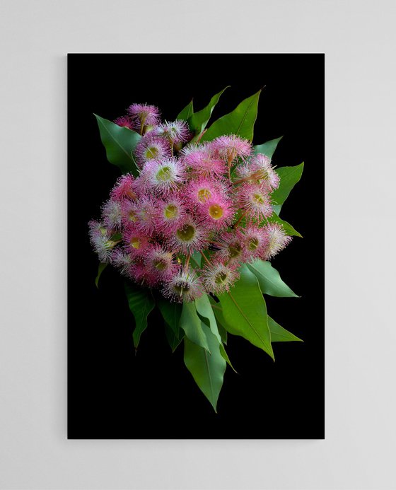 Corymbia Precious Pearl