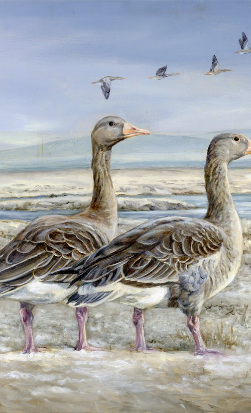 Greylag geese, Orkney Morning by Una Hurst