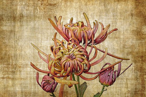 Vintage Chrysanthemum by Sumit Mehndiratta