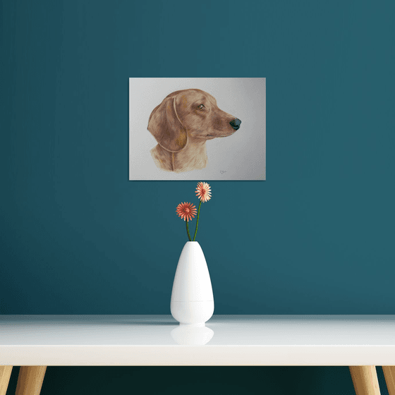 Dachshund drawing