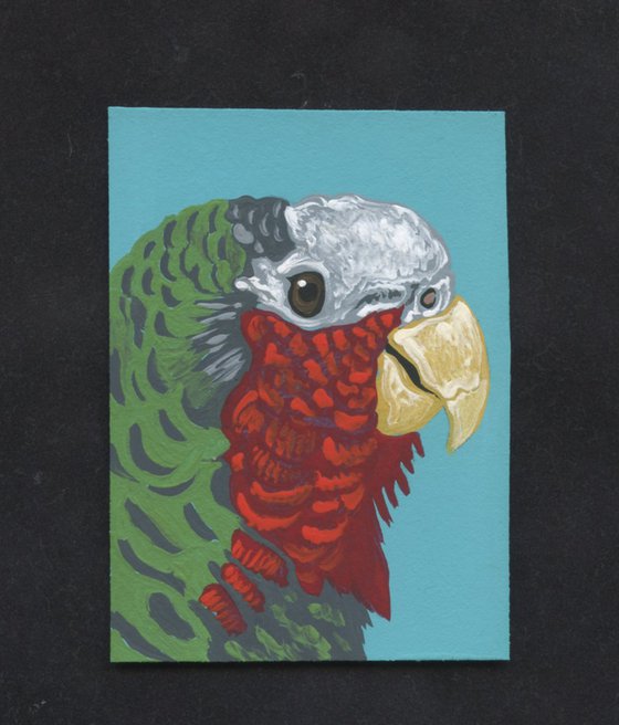 ACEO ATC Original Miniature Painting Parrot Cuban Amazon Pet Bird Art-Carla Smale