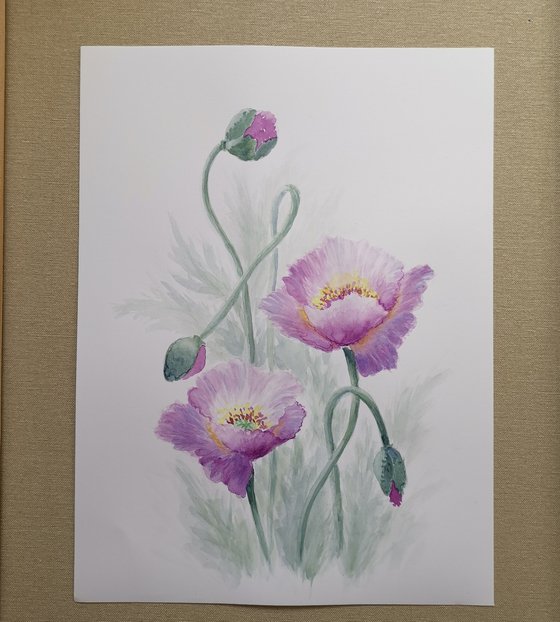 Pink poppies. Framed. Summer poppies watercolor painting