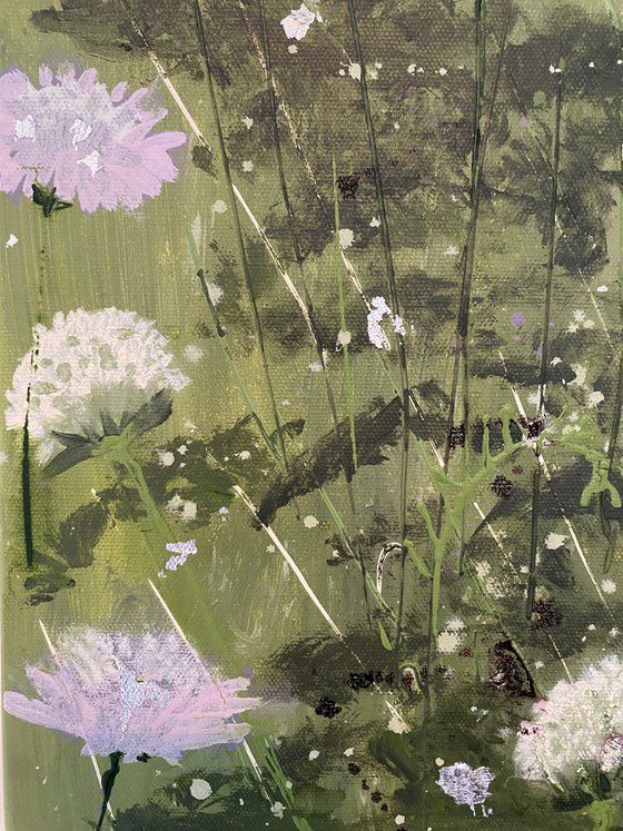 Wild Scabious Meadow