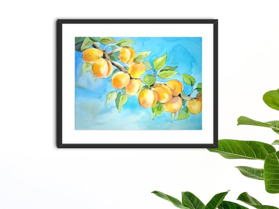 Apricots watercolor illustration