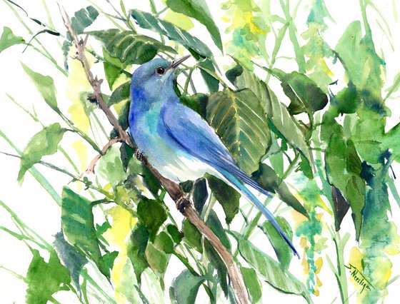 Mountain Bluebird