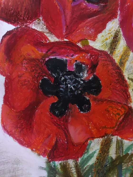 Red poppies