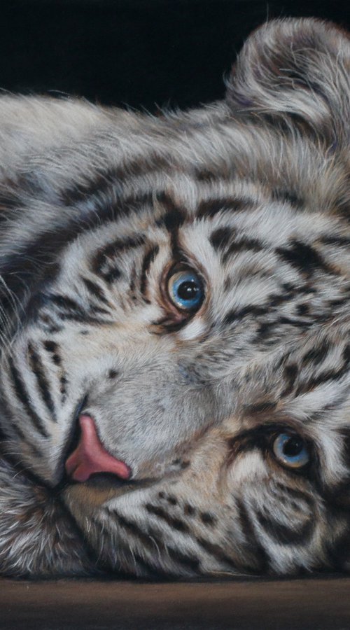 White Tiger cub by Tatjana Bril