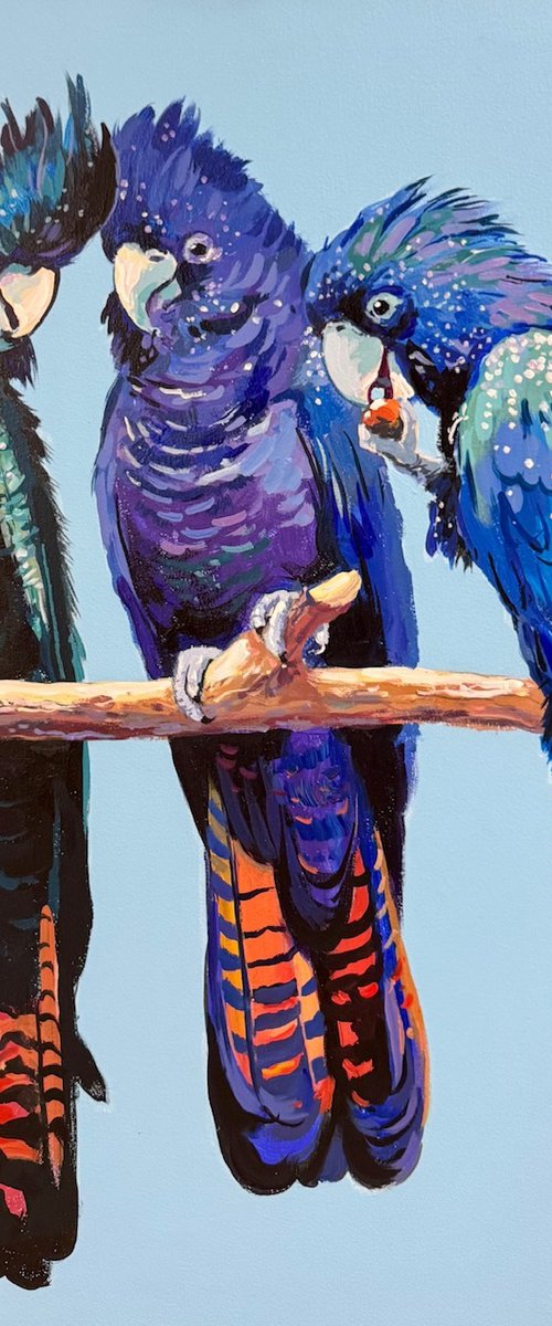 Red-tailed Black Cockatoos by Jos Coufreur