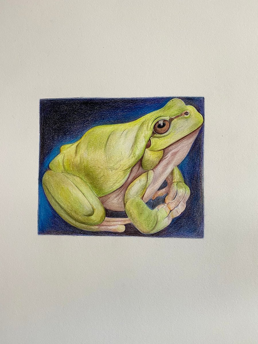 Tree frog by Bethany Taylor