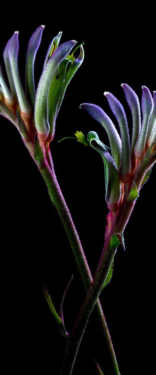 Masquerade kangaroo paw by Nadia Culph