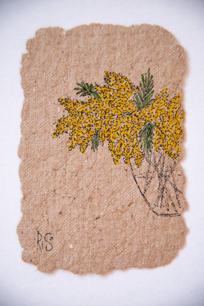 Mimosa bush drawing on paper by Rimma Savina