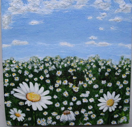 Field of Daisies