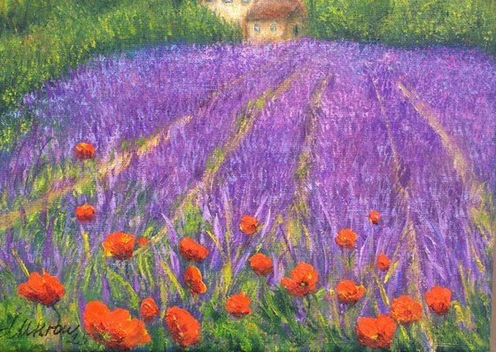 Lavender field