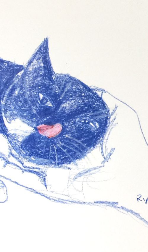 Small Cat Picture by Ryan  Louder