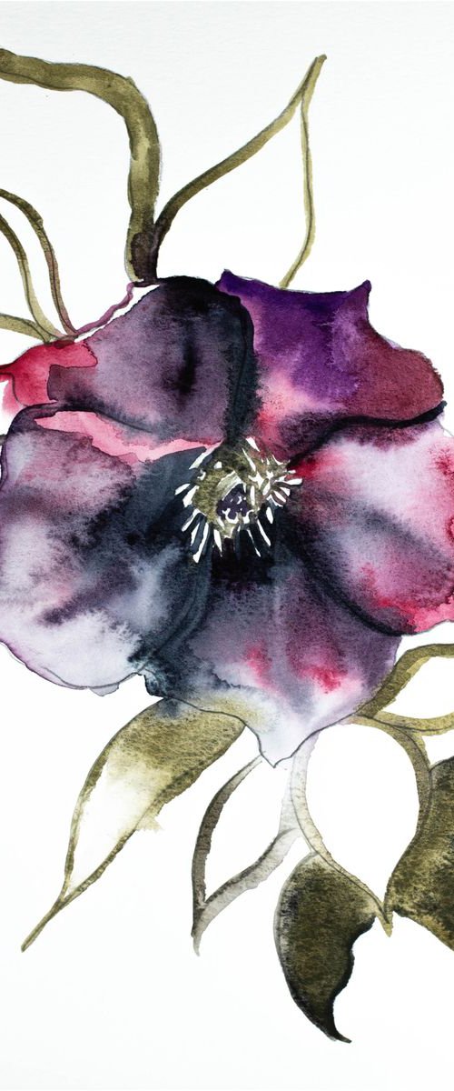 Hellebore No. 4 by Elizabeth Becker