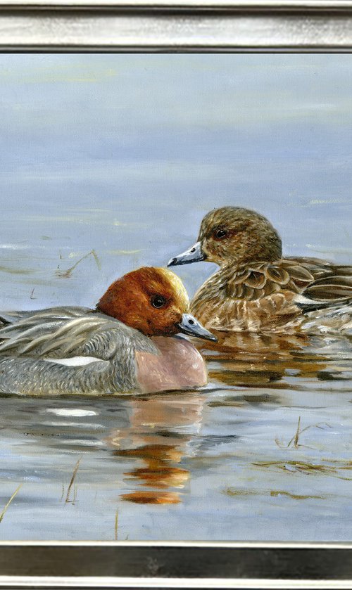 Wigeon, European wigeon pair by Una Hurst