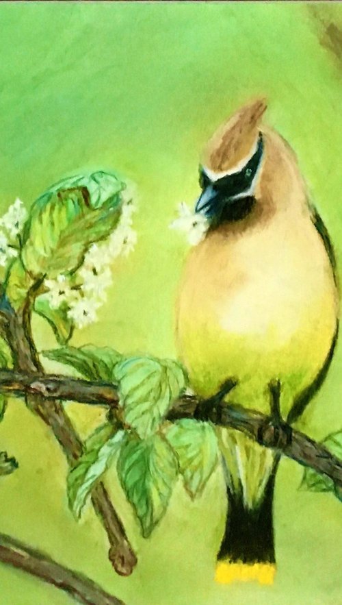 Cedar Waxwing in Spring by Nancy Brockmon