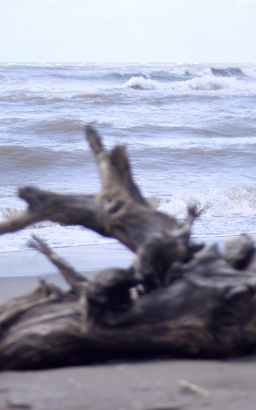 Wood in the sea no.5 by Mattia Paoli