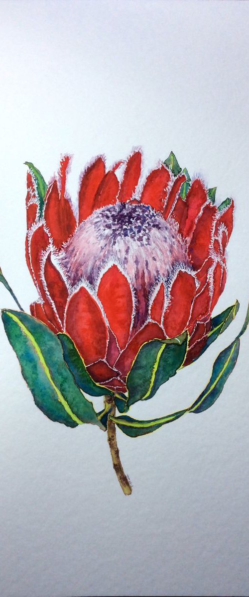 Protea Red by Jing Tian