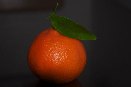 Shy Orange