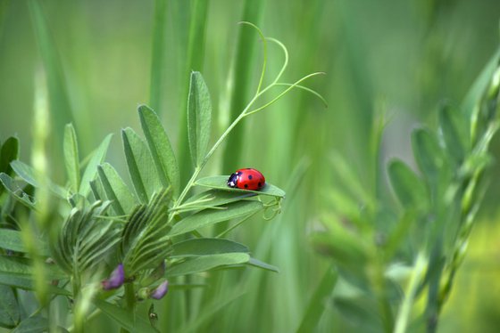 Ladybug sunbather