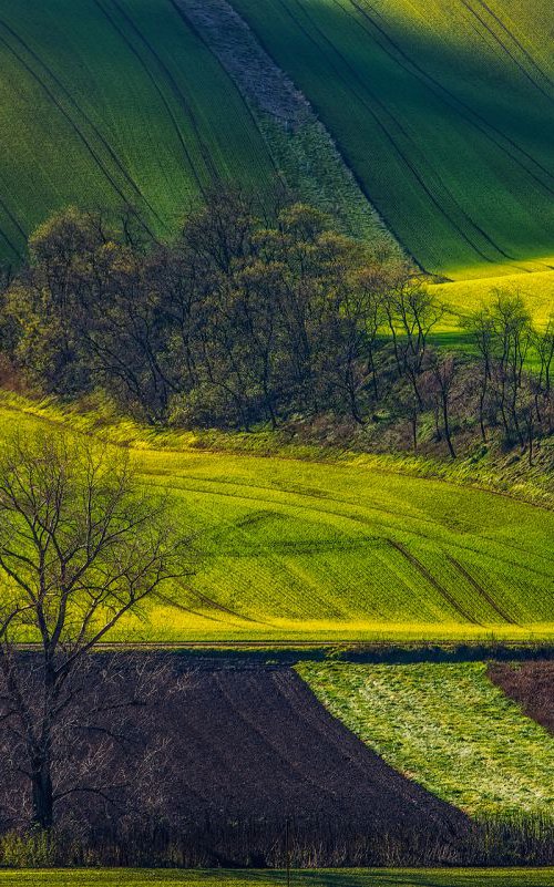 The fields and shadow play by Janek Sedlar