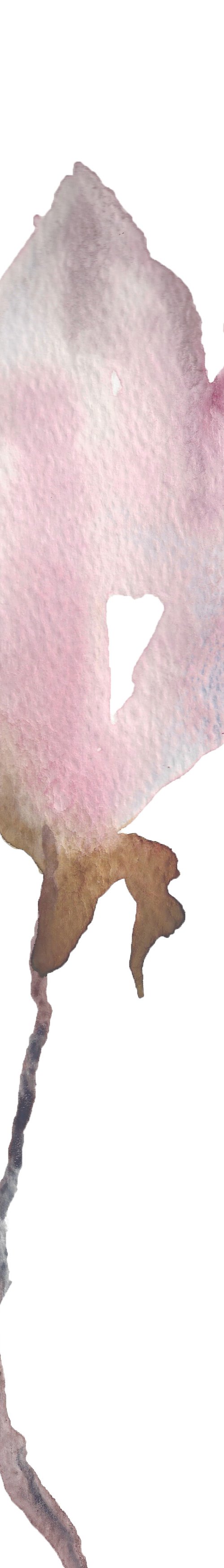 Magnolia No. 2 by Elizabeth Becker