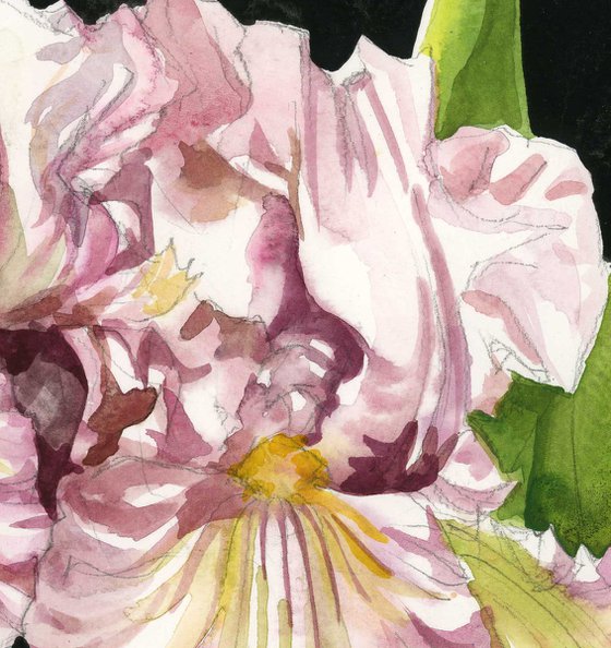 pink irises watercolor floral