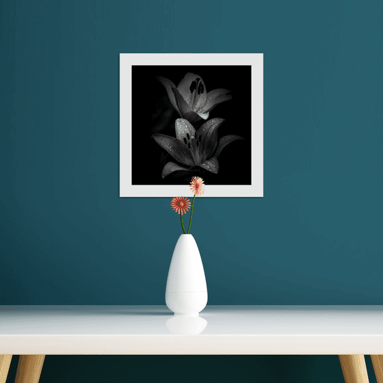 Lily Blooms Number 10 - 12x12 inch Fine Art Photography Limited Edition #1/25
