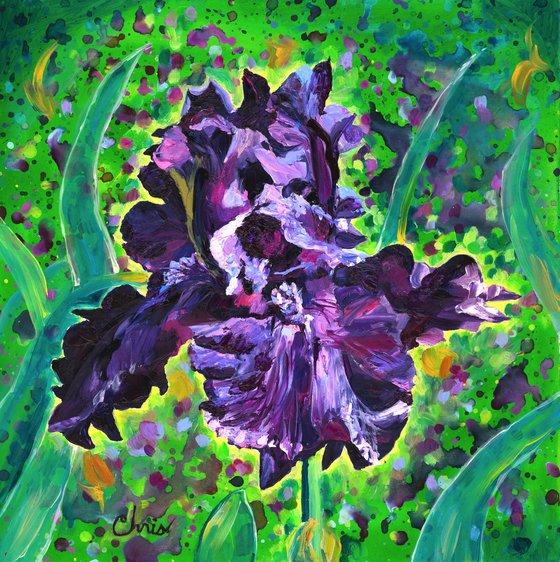 Deep Purple Iris II