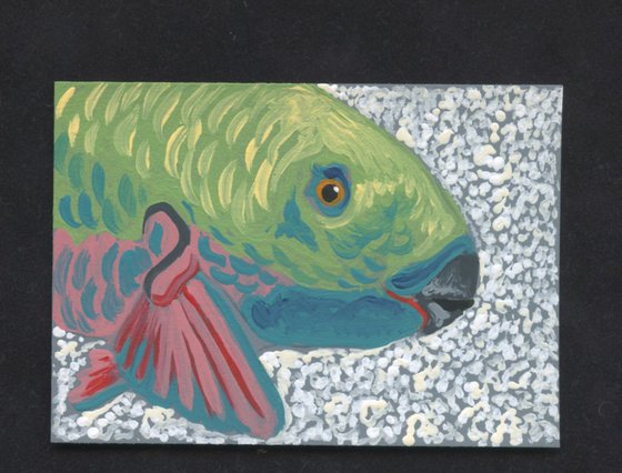 Parrotfish