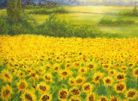 Sunflowers field