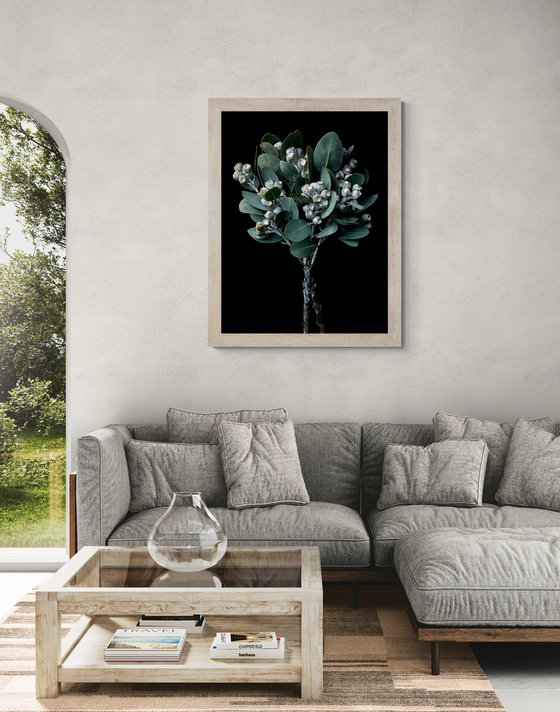 Eucalyptus Pleurocarpa