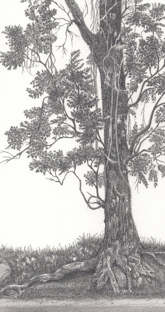 India Mahogany Tree