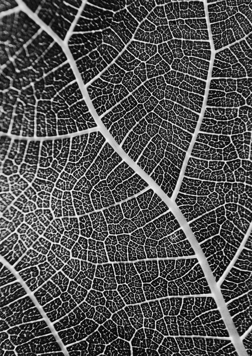 Photorealistic Botanical Photograph By Charles Brabin, 17 X 12, Leaf Veins Ii, Original Artwork