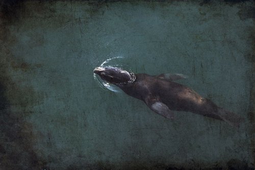 Sea Lion by Chiara Vignudelli