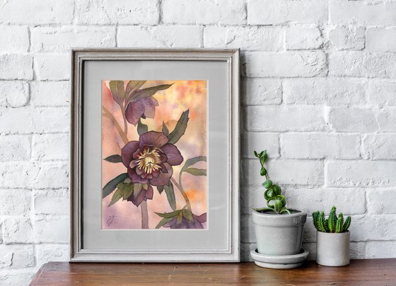 Hellebore