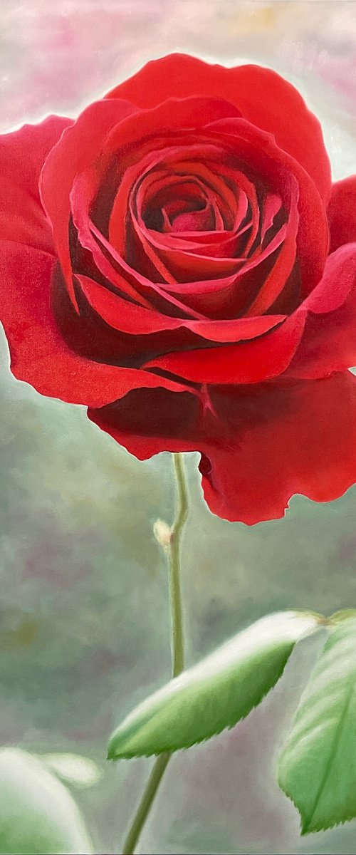 Rosa Amoris. Red rose by Alla Kallass