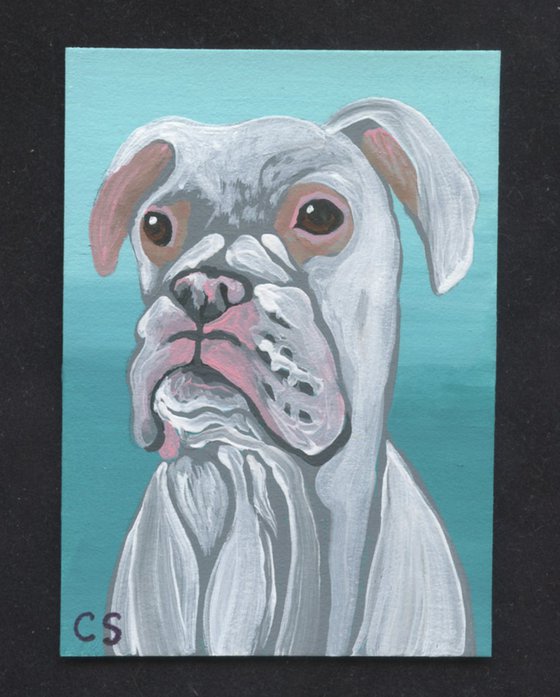 ACEO ATC Original Miniature Painting White Boxer Pet Dog Art-Carla Smale