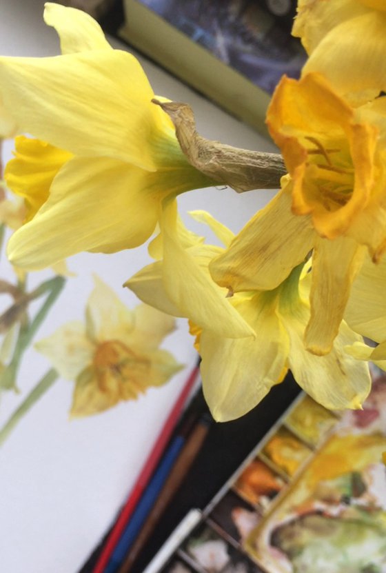 Daffodils. Spring flowers. Botanical painting.