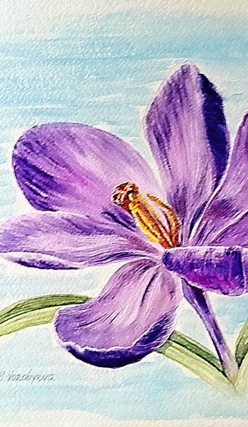 Crocus. Watercolor painting on paper. by Svetlana Vorobyeva