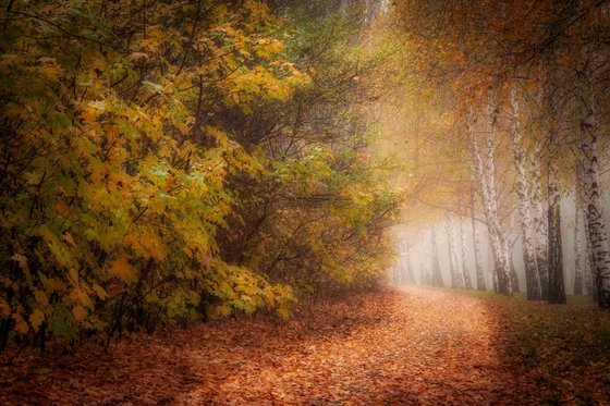 Autumn Calm III — Silent Path