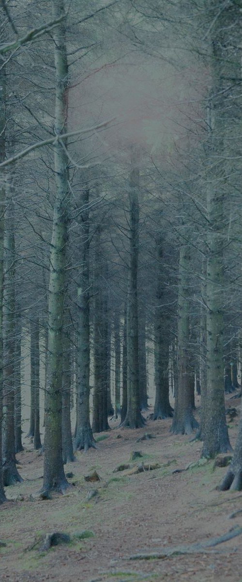 Cloud in woods (blue) by Louise O'Gorman