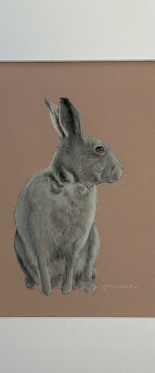 Bunny Rabbit by Elizabeth B. Tucker