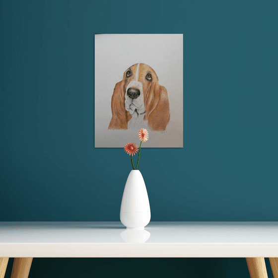 Bassett hound