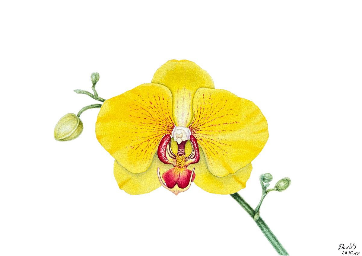 Illustrative Botanical Watercolour By Tetiana Kovalova, 10 X 7", Sunny Orchid, Original Artwork