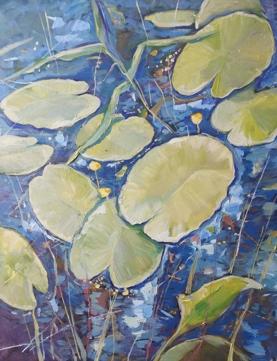 Lily in the pond