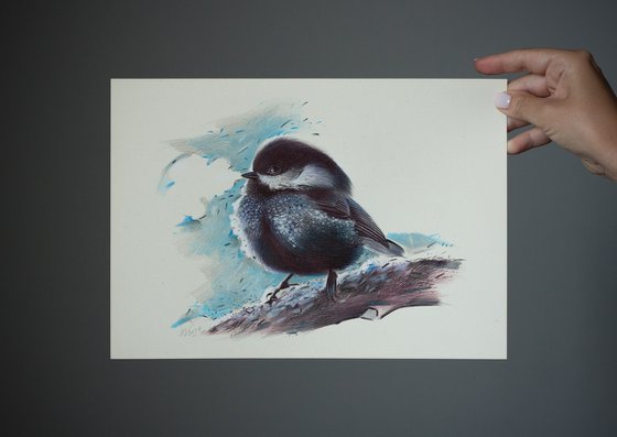 Coal Tit