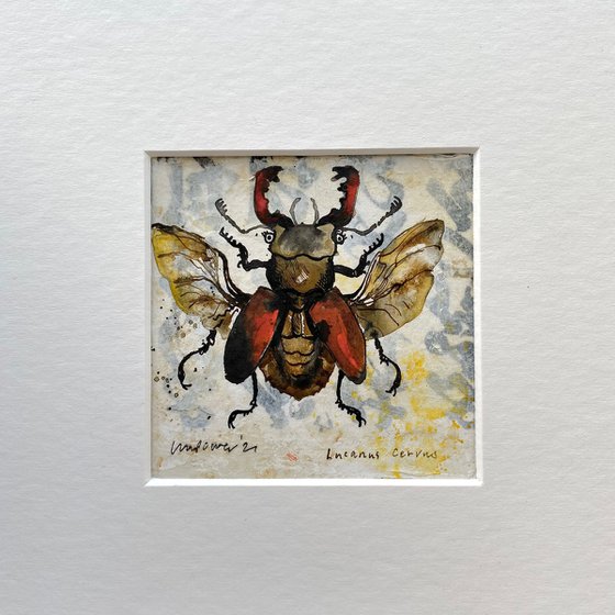Stag Beetle ‘Lucanus Cervus’